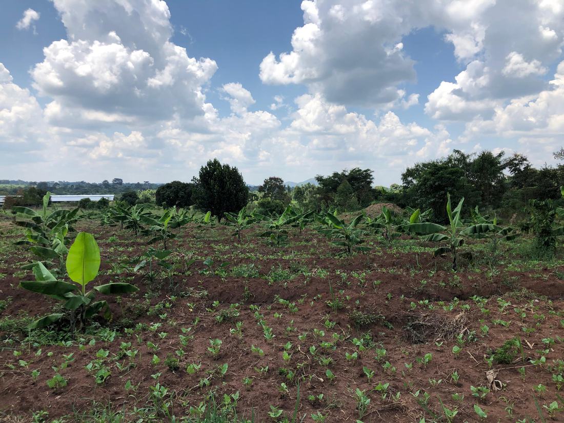Banana suckers standing above a young bean crop in a wide field under cloud.