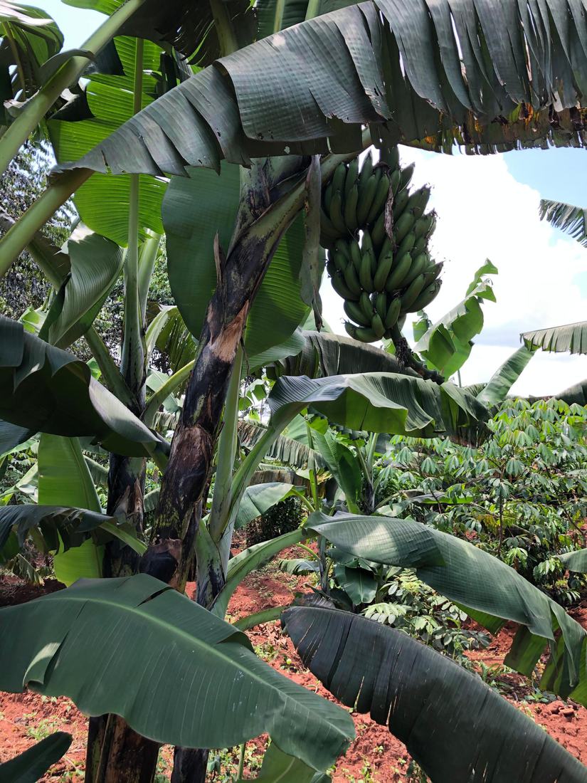 A bunch of green bananas hanging on the plant at Jaguuza Eco Farms, with cocoa growing beneath the banana canopy.