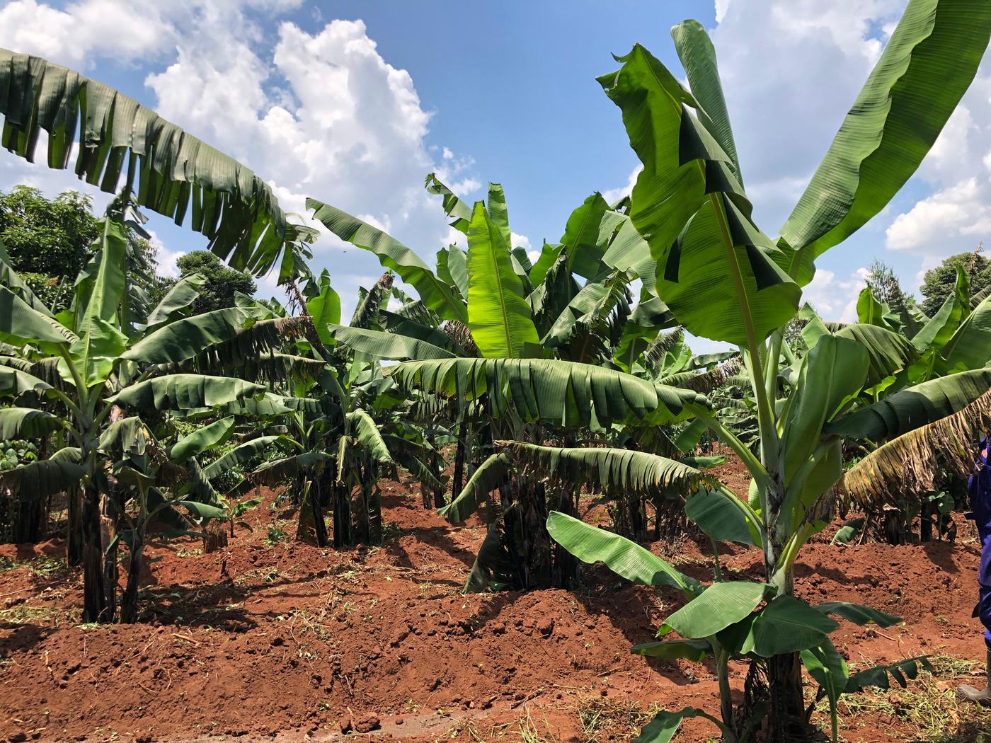 Established banana plantation at Jaguuza Eco Farms, freshly tilled red soil between the rows.