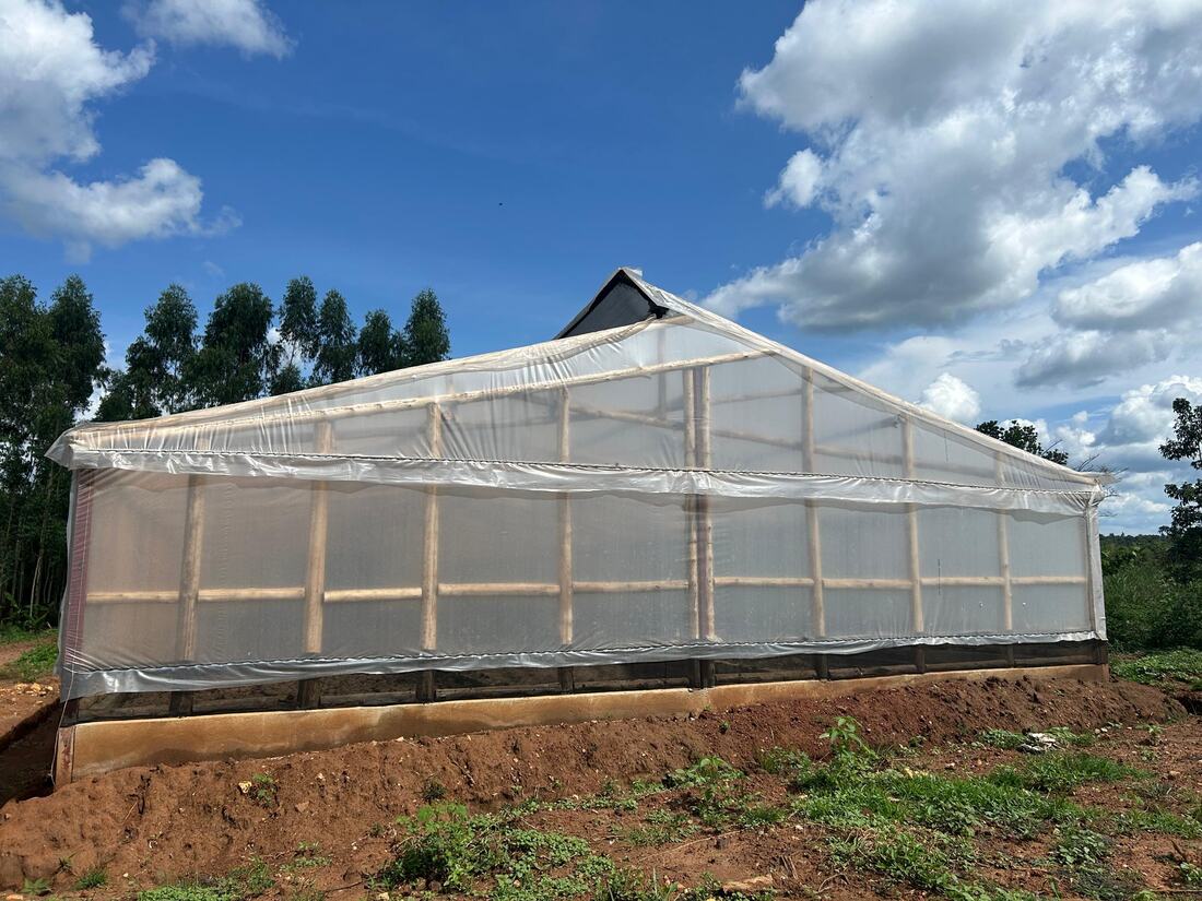 A timber-framed greenhouse clad in clear polythene on freshly dug red soil under a blue sky at Jaguuza Eco Farms.