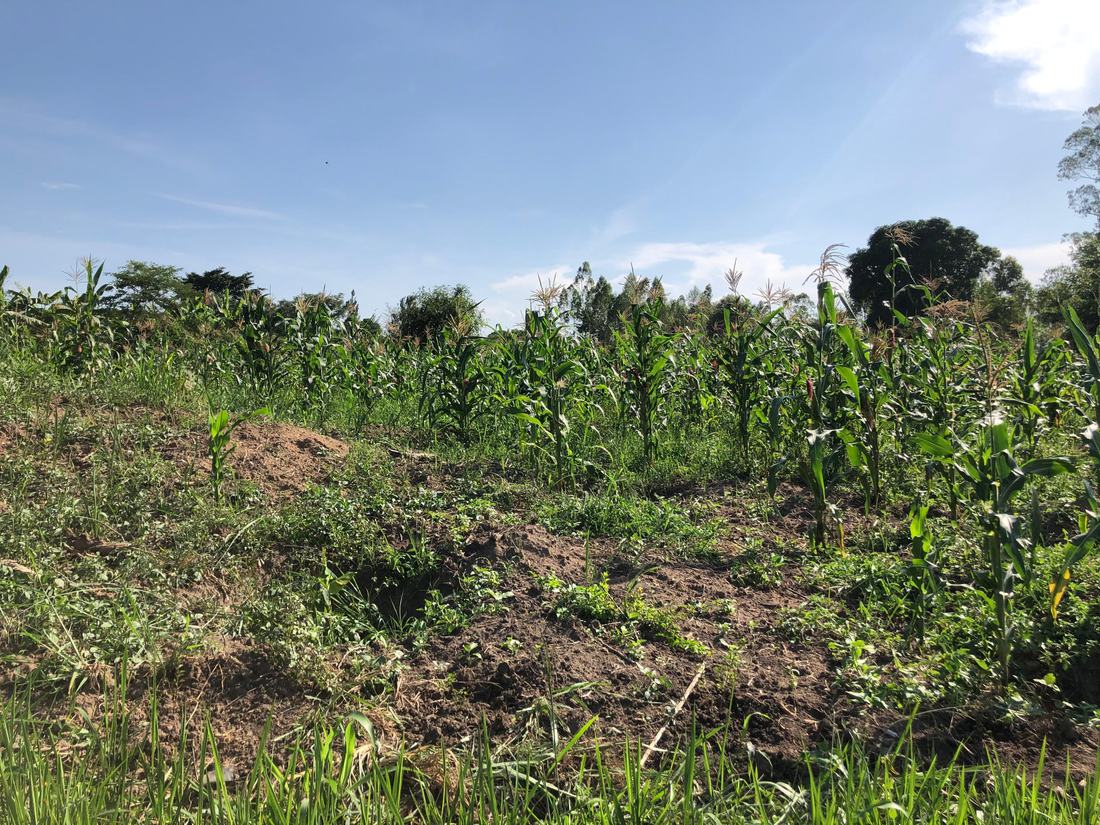 Maize intercropped with low-growing plants on ridged and mounded soil at Jaguuza Eco Farms.