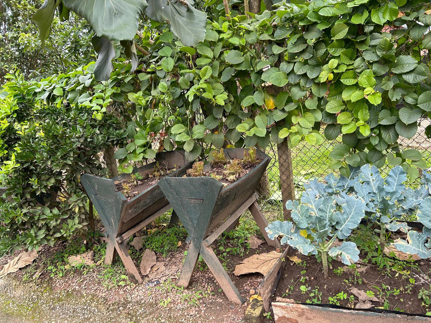Raised wooden seedbeds planted with seedlings, beside passion fruit vines and broccoli at Jaguuza Eco Farms.